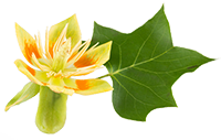 Tennessee state flower